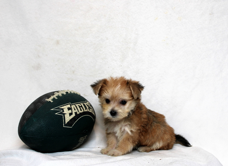 puppy, for, sale, Morkie, Matthew B. Stoltzfus, dog, breeder, Gap, PA, dog-breeder, puppy-for-sale, forsale, nearby, find, puppyfind, locator, puppylocator, aca